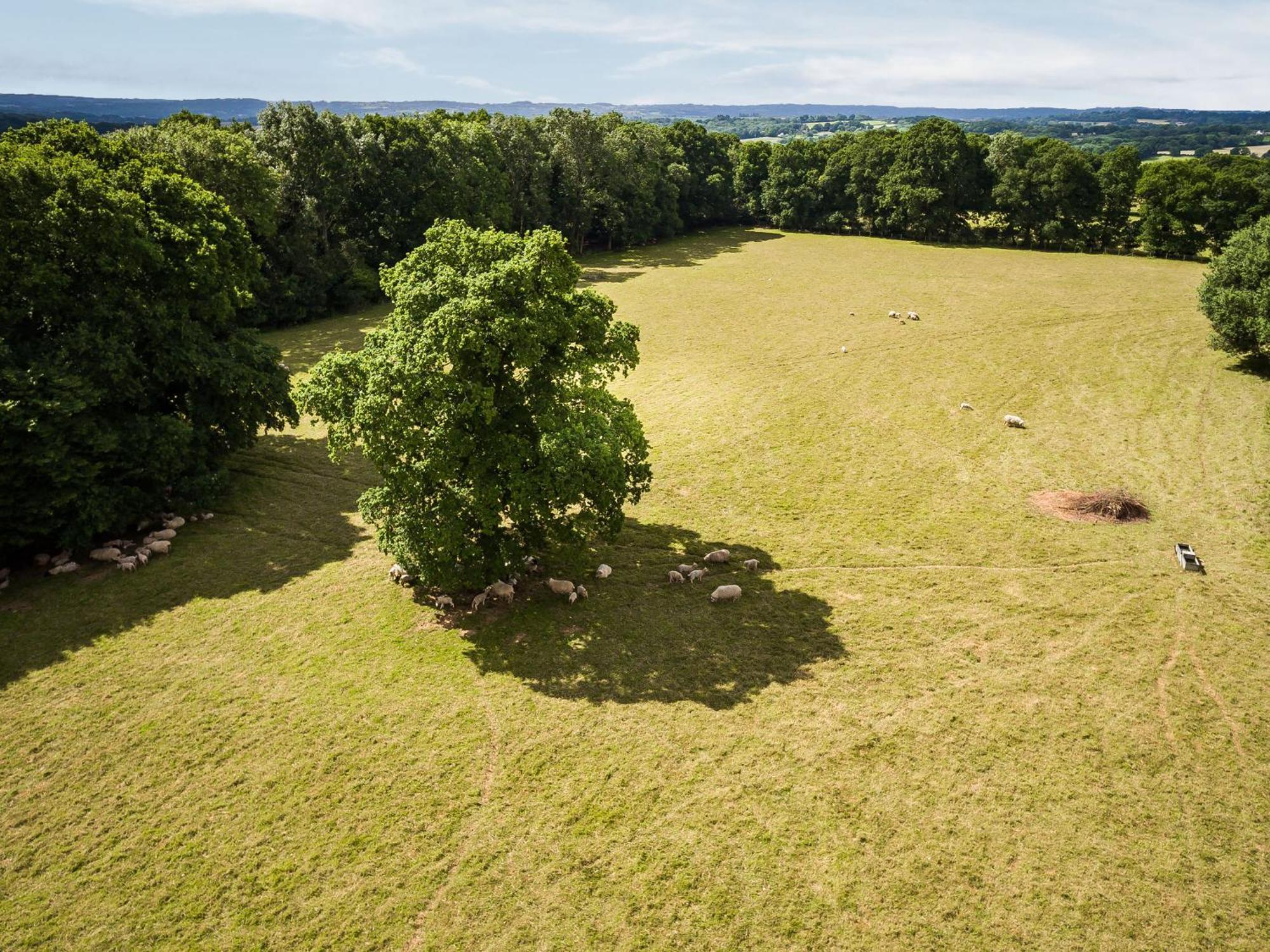 Vila Bensfield Treehouse Wadhurst Exteriér fotografie